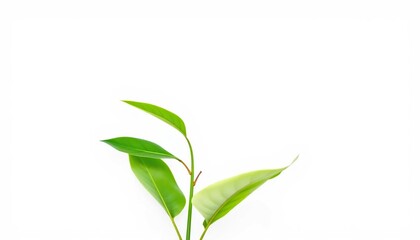 Fototapeta premium Single vibrant green plant, isolated on pure white, photo, ecology