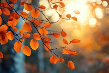 Golden Autumn Leaves Bathed In Sunsets Warm Embrace, Whispering Tales Of Natures Gentle Transition With Soft, Blurry Background