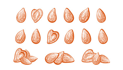 Almond nuts set. Hand drawn art details isolate