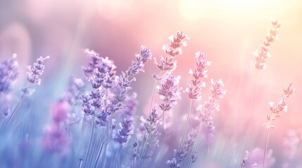 Fototapeta premium Smooth pastel gradient with soft lavender and pink hues, glowing softly with blurred edges, creating a peaceful and dreamy ambiance