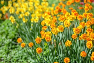 Fototapeta premium Vibrant orange and yellow daffodils in lush green garden setting