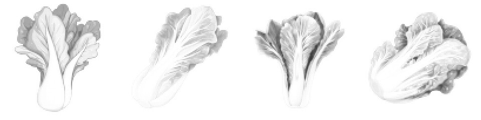 Vector Illustration of Endive Lettuce in Various Artistic Styles and Designs