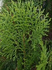 green grass background