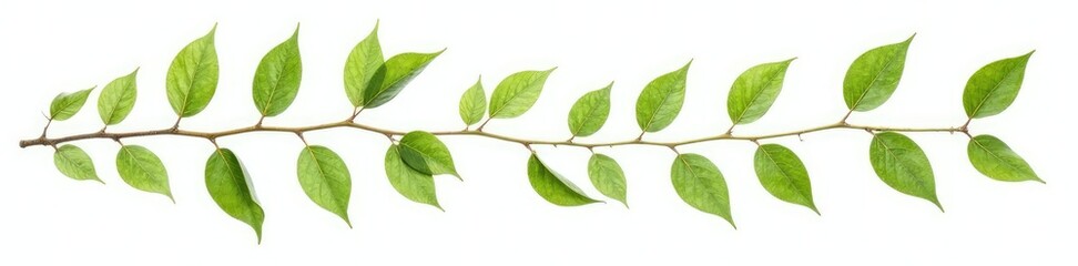 Obraz premium Leafy branches with delicate stems isolated on white background, branch, nature, foliage