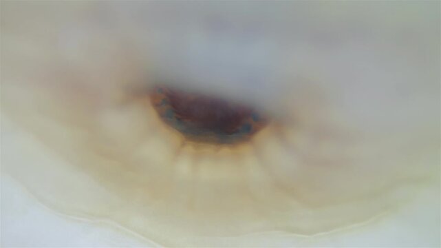 Mollusca Tonicella marmorea under microscope, order Chitonida. The video shows mouth and radula close up. White Sea