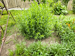 Fresh tarragon herb plant growing in the herbs organic garden, outdoor. Natural green colour
