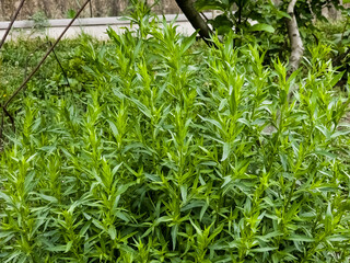Fresh tarragon herb plant growing in the herbs organic garden, outdoor.