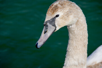 close up of a swan on a river