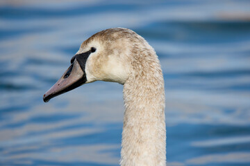 close up of a swan on a river