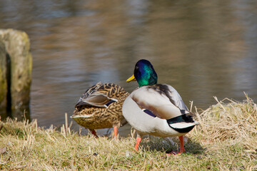 Ducks sitting on the shore of a lake