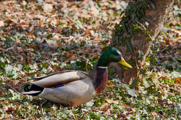 Ducks sitting on the shore of a lake