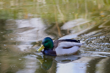Ducks floating on the water of a river