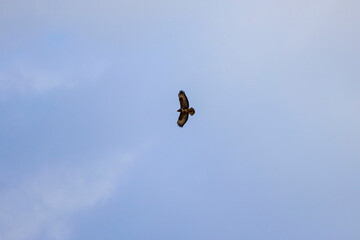 an eagle with outstretched wings flying against the sky