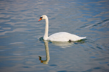 close up of a swan on a river