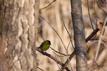 (Emberiza citrinella) on the branches of a tree feeding