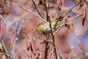 (Emberiza citrinella) on the branches of a tree feeding