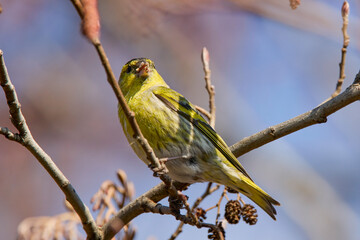 (Emberiza citrinella) on the branches of a tree feeding