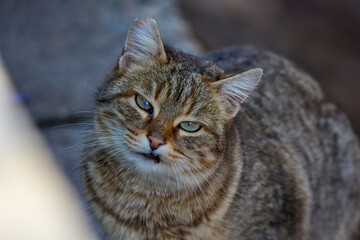 Obraz premium a stray cat in the park