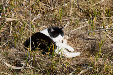 a stray cat in the park