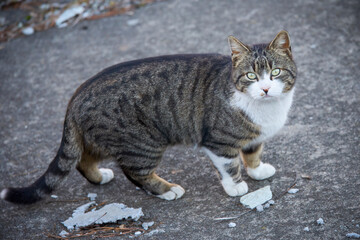 a stray cat in the park