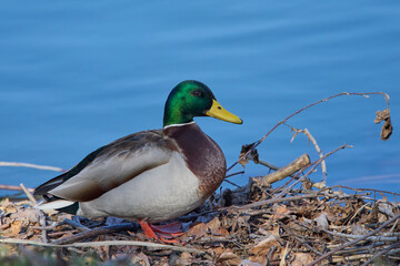 Ducks sitting on the shore of a lake