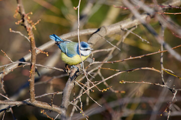 Fototapeta premium blue tit on the branches of a tree