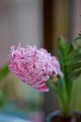 Naklejka premium close up of spring flower with blurred background