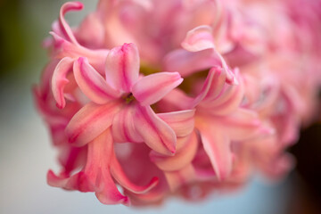 Obraz premium close up of spring flower with blurred background