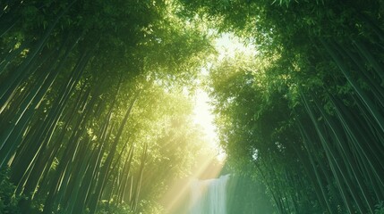 Obraz premium Serene bamboo forest with sunlight streaming through, leading to a hidden waterfall in the background