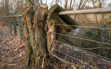 Baumstamm umwächst Treppengeländer