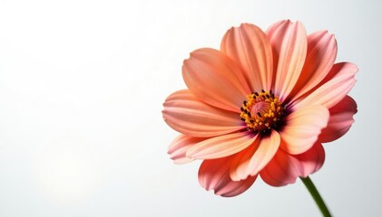 Large, colorful flower with soft texture isolated on white background, nature photography, flora