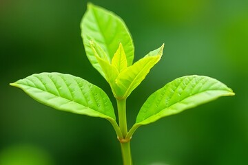 Close Up of Fresh Green Leaves Growing