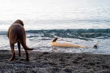 Fototapeta premium The carcass of a dead dolphin washed up on the seashore and a dog looking at it. Ecology and fauna of the sea.