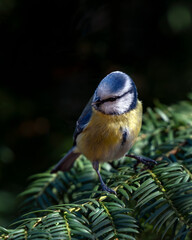 Gros plan d'une mésange bleue juchée sur une branche