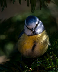 Gros plan d'une mésange bleue juchée sur une branche