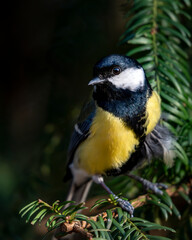 Gros plan d'une mésange charbonnière juchée sur une branche
