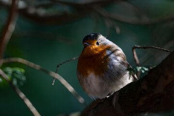Gros plan d'un rouge-gorge familier juché sur une branche