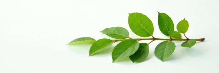 Obraz premium Freshly cut branch with leaves on white surface, simple background, fresh branch