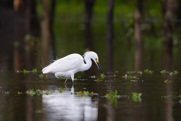 The snowy egret, Egretta thula, is a small white heron