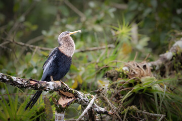 The anhinga, Anhinga anhinga, snakebird, darter, American darter, water turkey