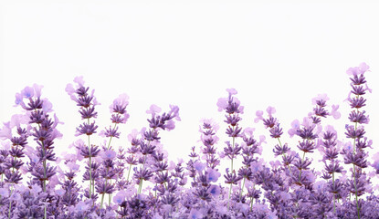 Naklejka premium Purple Lavender Flowers on White Background