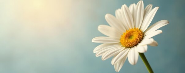 Naklejka premium Single daisy flower in isolation, simple shape, daisy, isolated, flowers