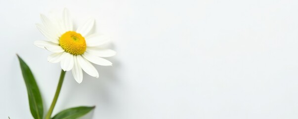 Single daisy on white background with stem and leaves, flower, greenery
