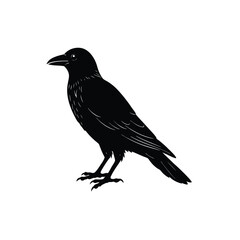 crow on a white silhouette on white background