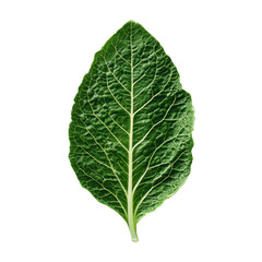 Green leaf on white isolated background