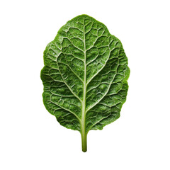 Green leafy vegetable, white isolate background