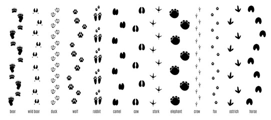 Animals footprint tracks. Chains of paw prints. Fauna creatures and birds trails. Black silhouettes zoo icons. Walk way. Elephant path. Rabbit footsteps. Pawprint shapes vector set