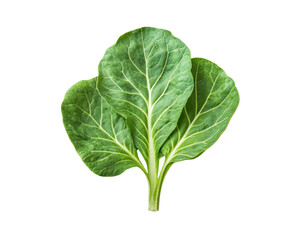 Obraz premium Collard greens leaves, white isolate background