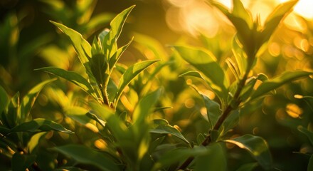 Fototapeta premium Lush Green Leaves Bathed in Golden Sunset Light with a Soft Focus Background