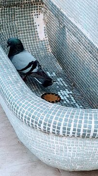 Dans une fontaine en panne, un pigeon d&eacute;fend son territoire.